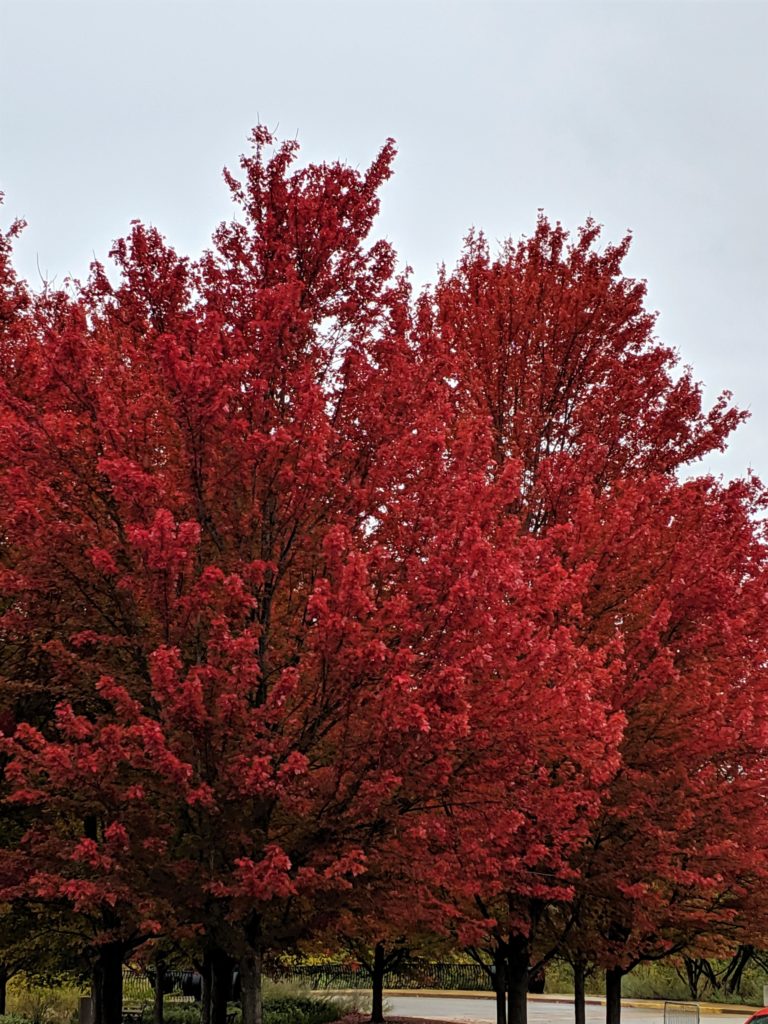 Autumn in St. Louis